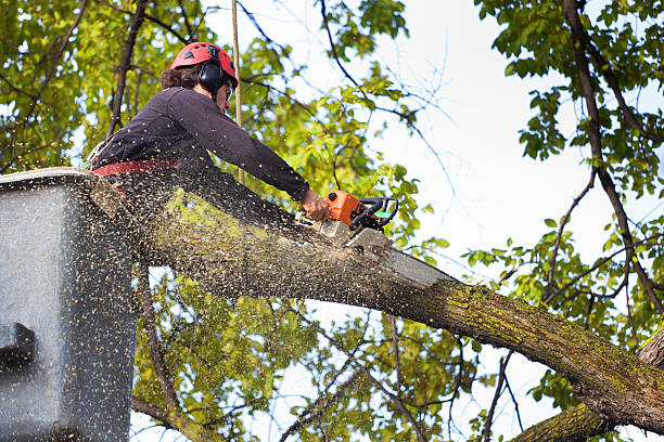 Tree Branch Trimming in Ocala Estates, FL